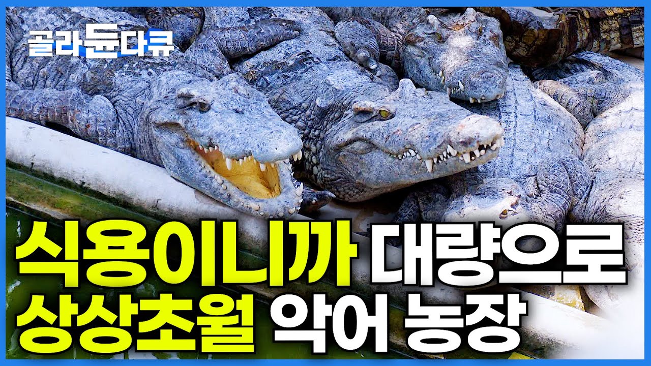 생태계 최상위 포식자 악어를 대량으로 키워다 파는 농장. 성체 악어 포획해서 판매하는 과정│캄보디아 식용 악어│극한직업│#골라듄다큐