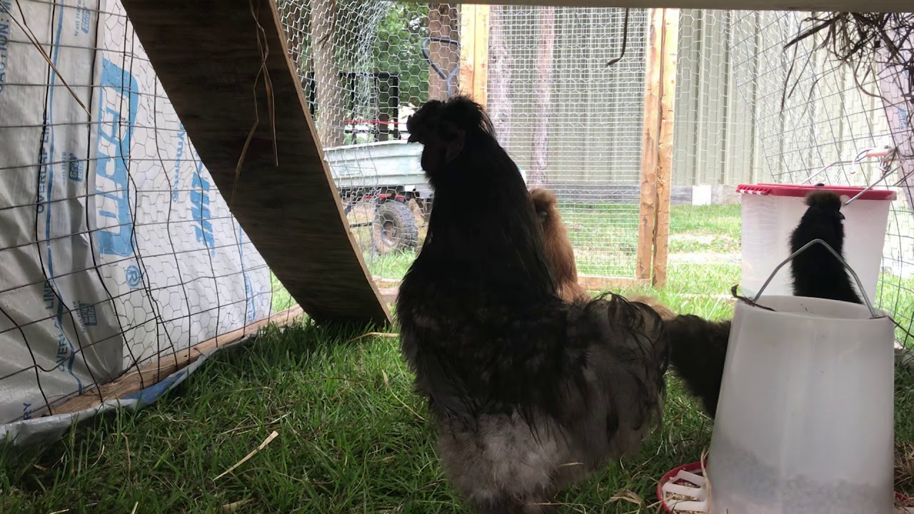 Blue Silkie Rooster
