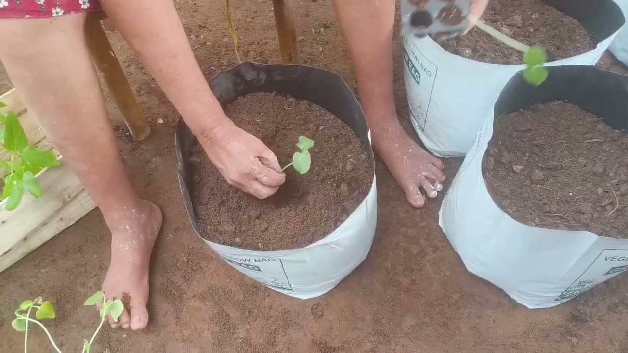 പച്ചക്കറി തൈകൾ നടാം