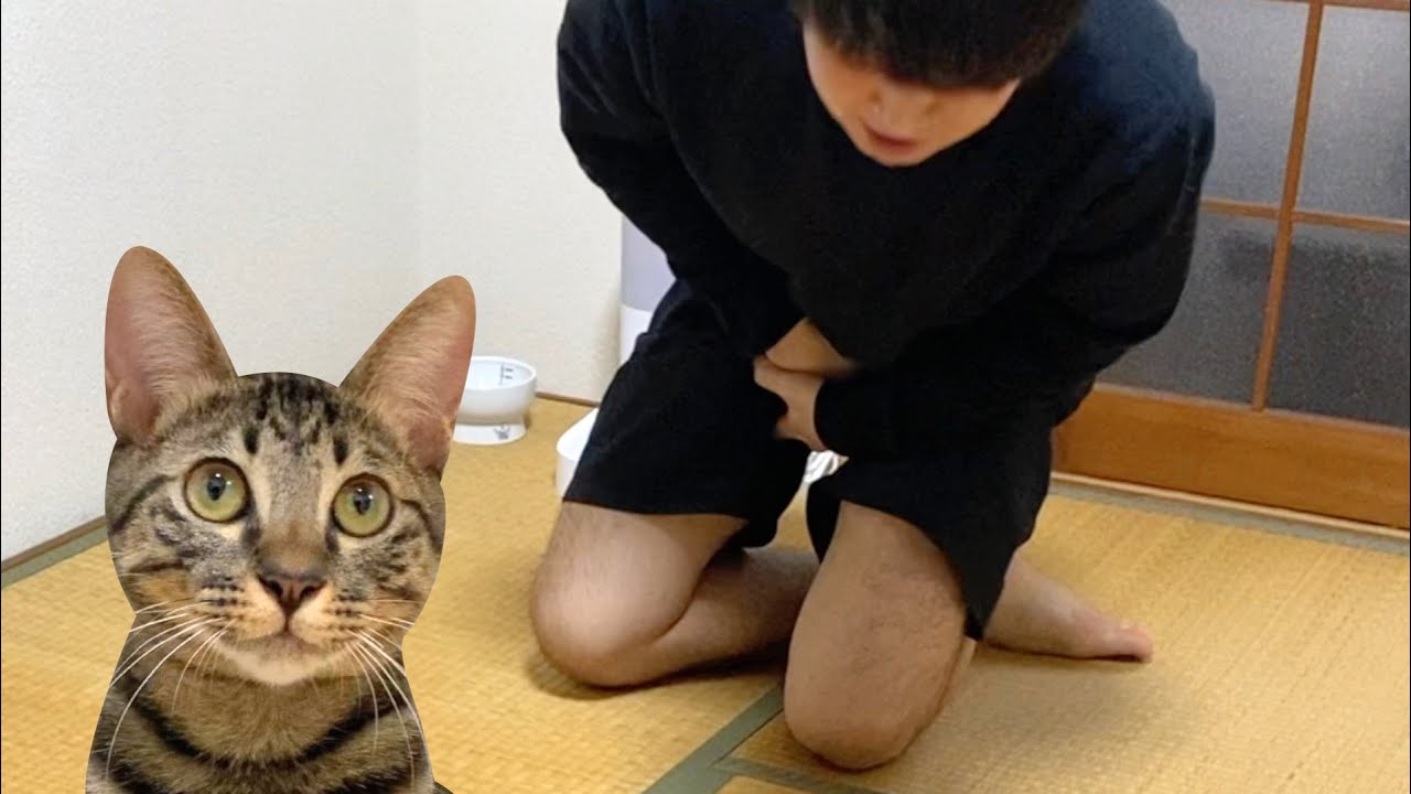 飼い主の股間が爆発した時の子猫の反応ww　まとめ