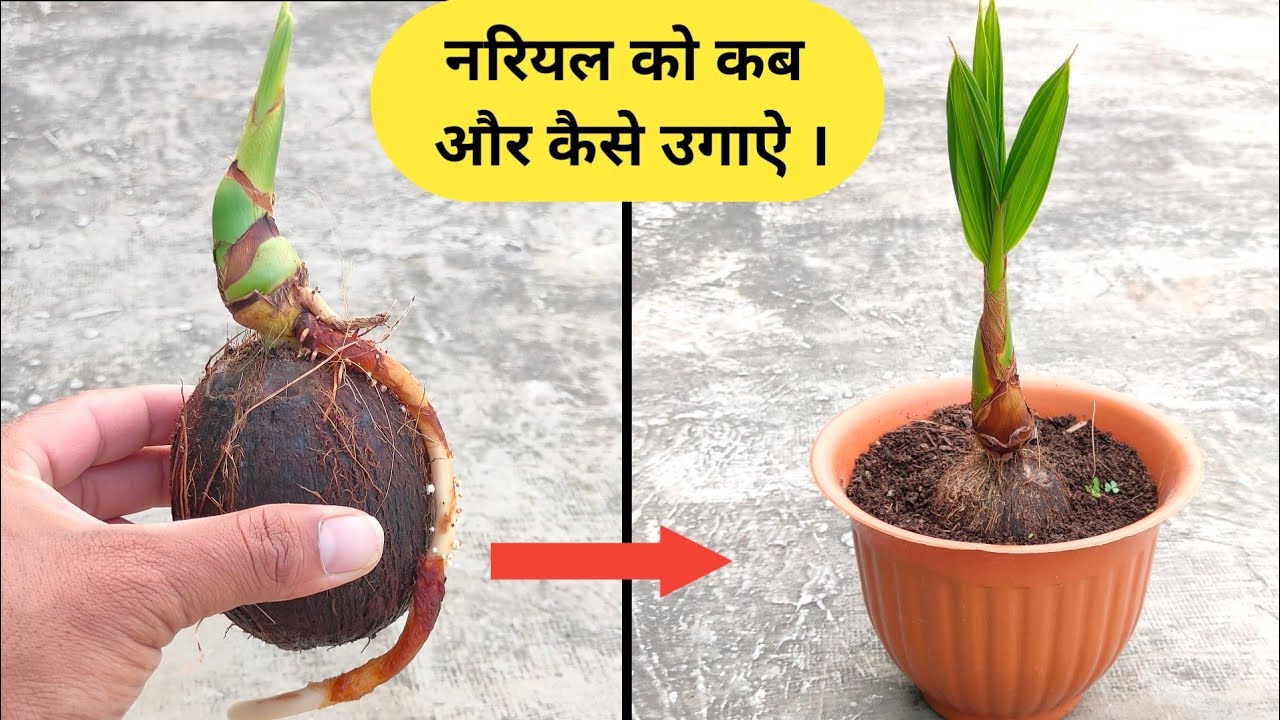 कब और कैसे उगाऐ नरियल । how to grow Coconut Tree at Home . ( Full update )