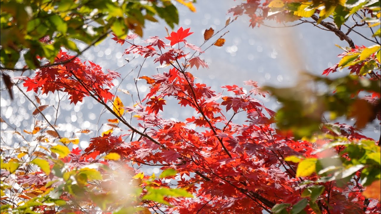 📷SONYミラーレスカメラ📷Life🏯🚲2025年初秋🍁裏磐梯と喜多方大峠へ紅葉狩り～🍁