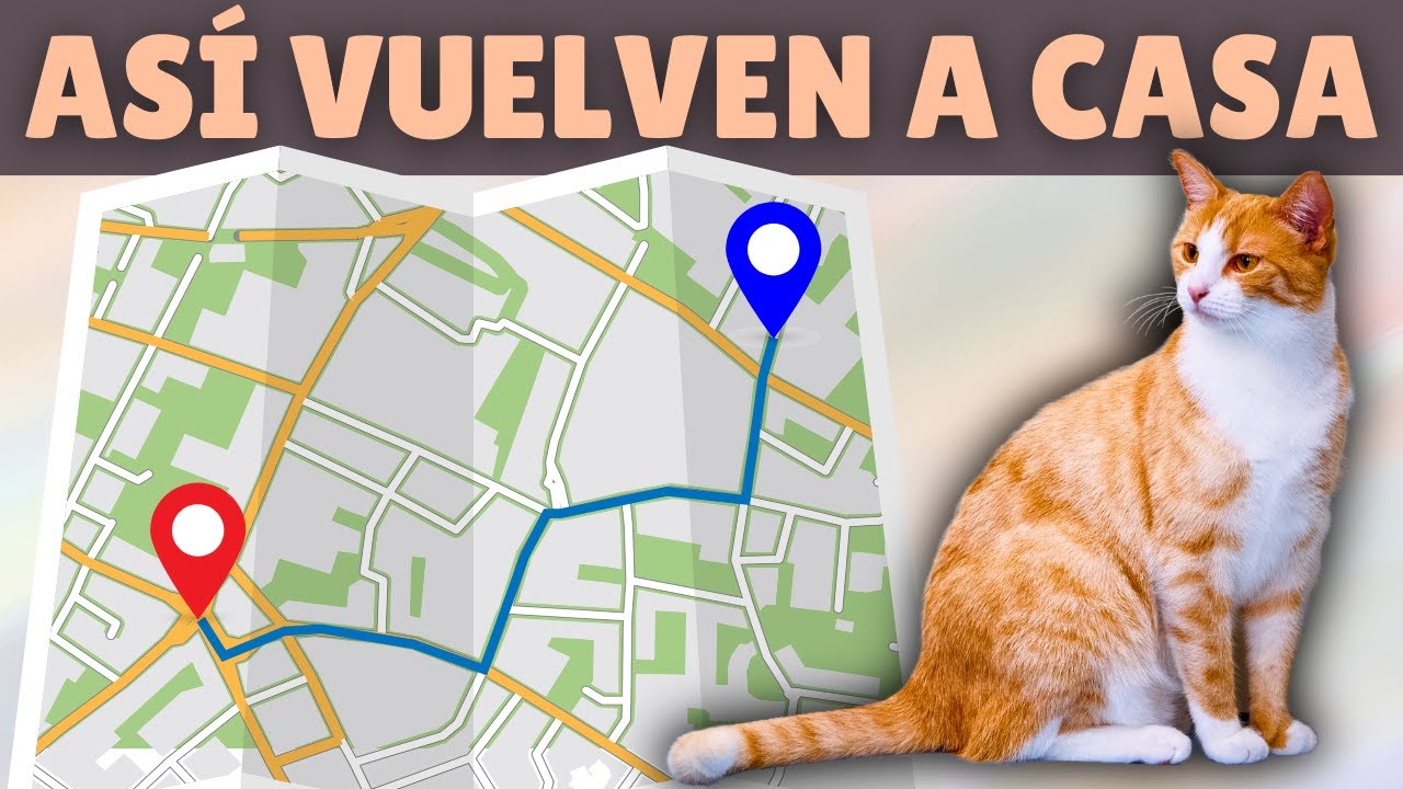 ¿Gatos GPS? ➡️ Cómo encuentran los gatos el CAMINO A CASA