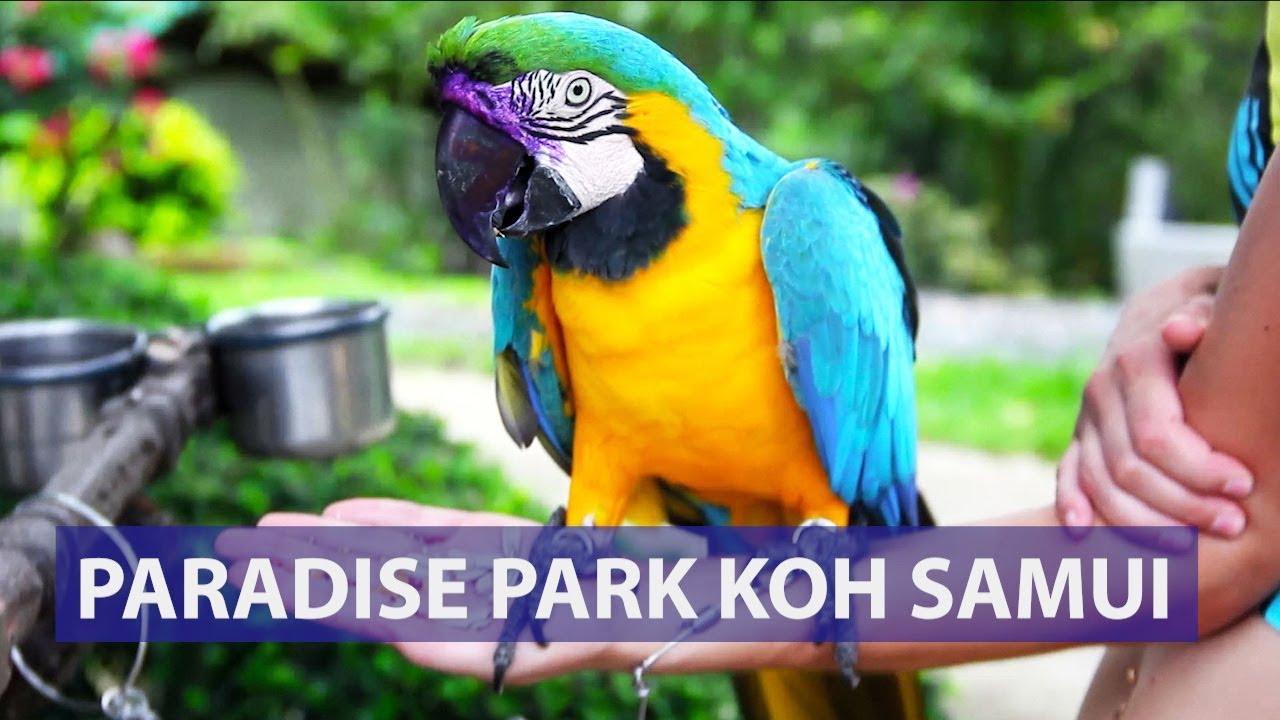 Paradise Park Koh Samui  | Price | Review | Avitip