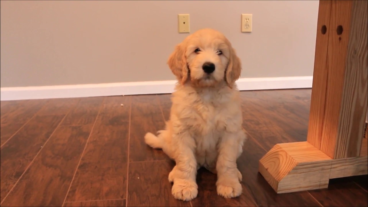 Training 8 Week Old GoldenDoodle Puppy