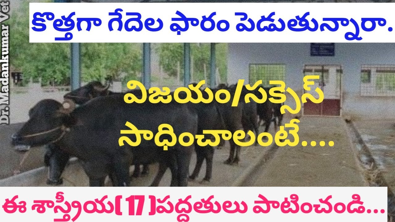 How to make Buffalo Dairy Farming Successful and Profitable Telugu | Dr. Madankumar Vet