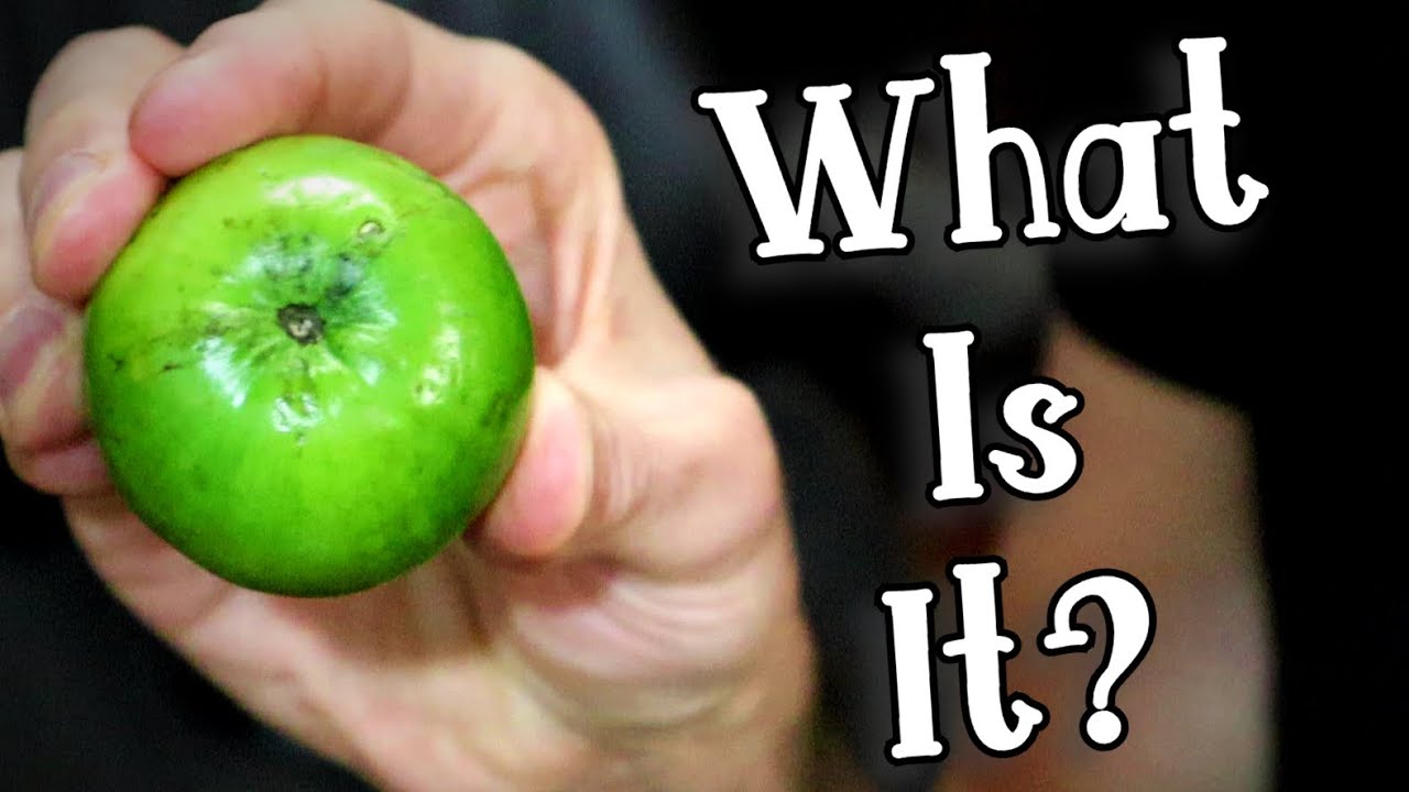 GREEN JUJUBE - Reviewing an Often Misunderstood Fruit - Weird Fruit Explorer