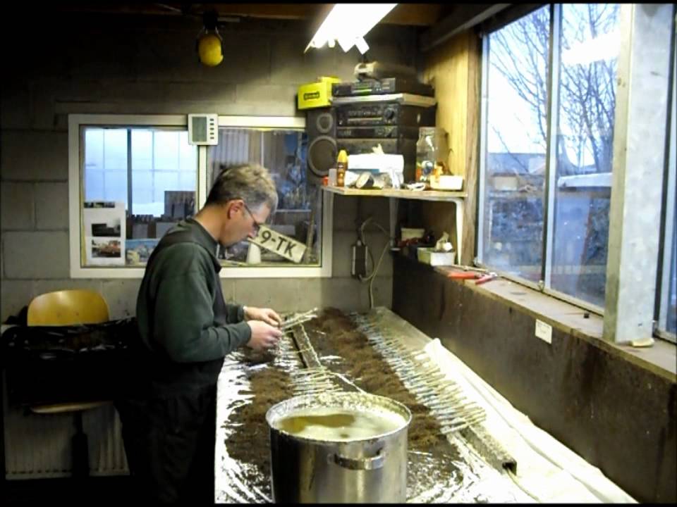 Zetlingen in de dipwas