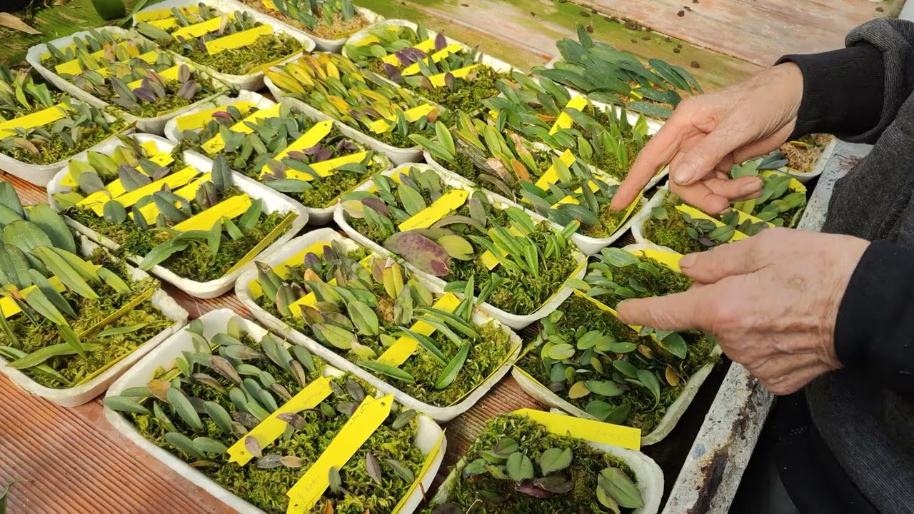 riproduzione orchidee (Pleurothallidinae) da talee di foglia, metodo semplicissimo e pratico