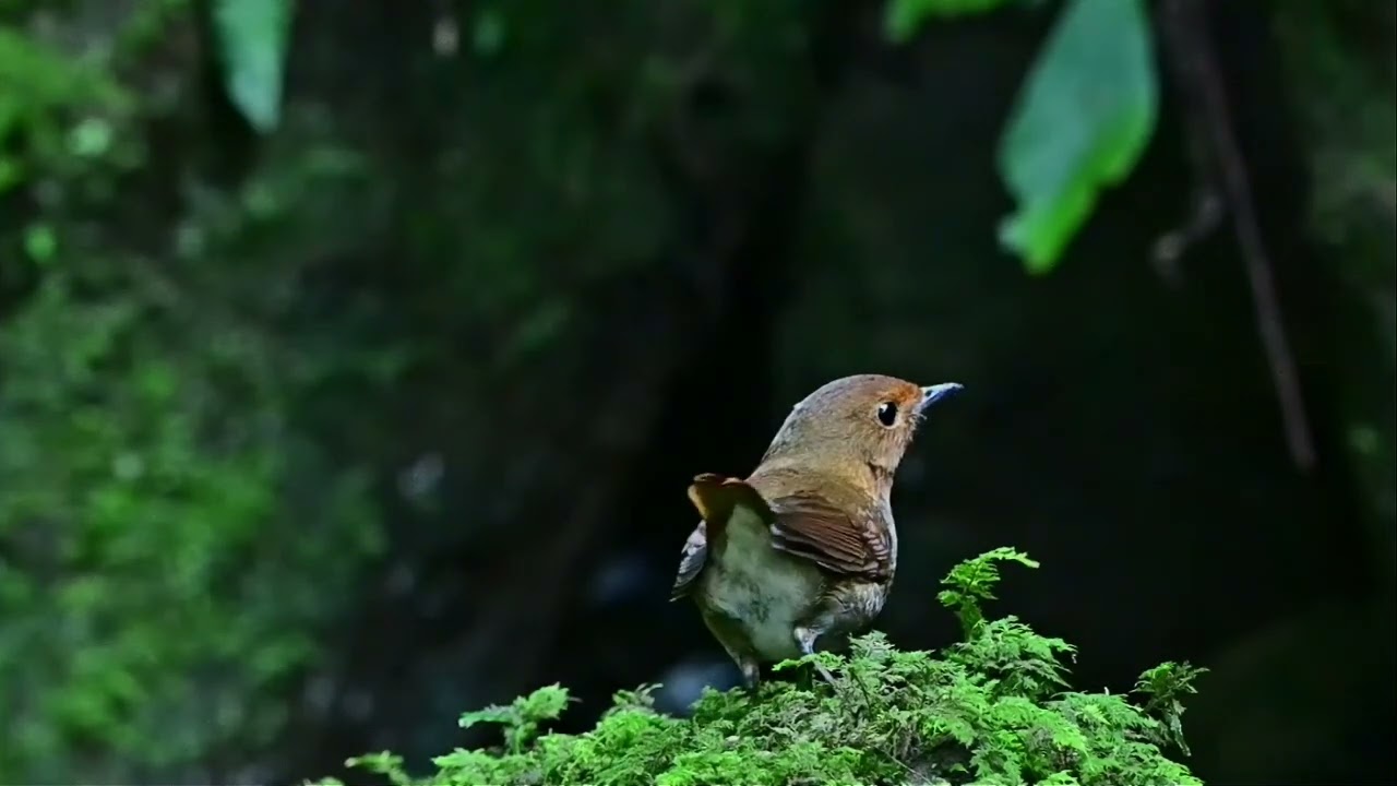 日本歌鴝~~小橘子 日本歌鴝為鶲科鴝鳥屬的鳥類。分布於日本以及中國大陸的冬時經河北、江蘇、而在廣東、廣西、福建越冬、偶見於台灣、香港等地，在越冬時多見於混交林的潮濕下木間以及偶爾遇見於低地。