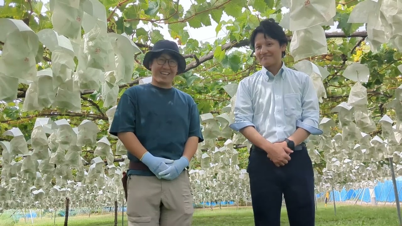 境果樹園　境賢光さんのぶどうのご紹介♪