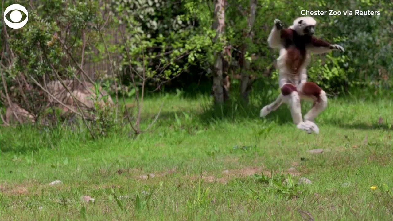 WEB EXTRA: 'Dancing' Lemurs Explore Their Enclosure