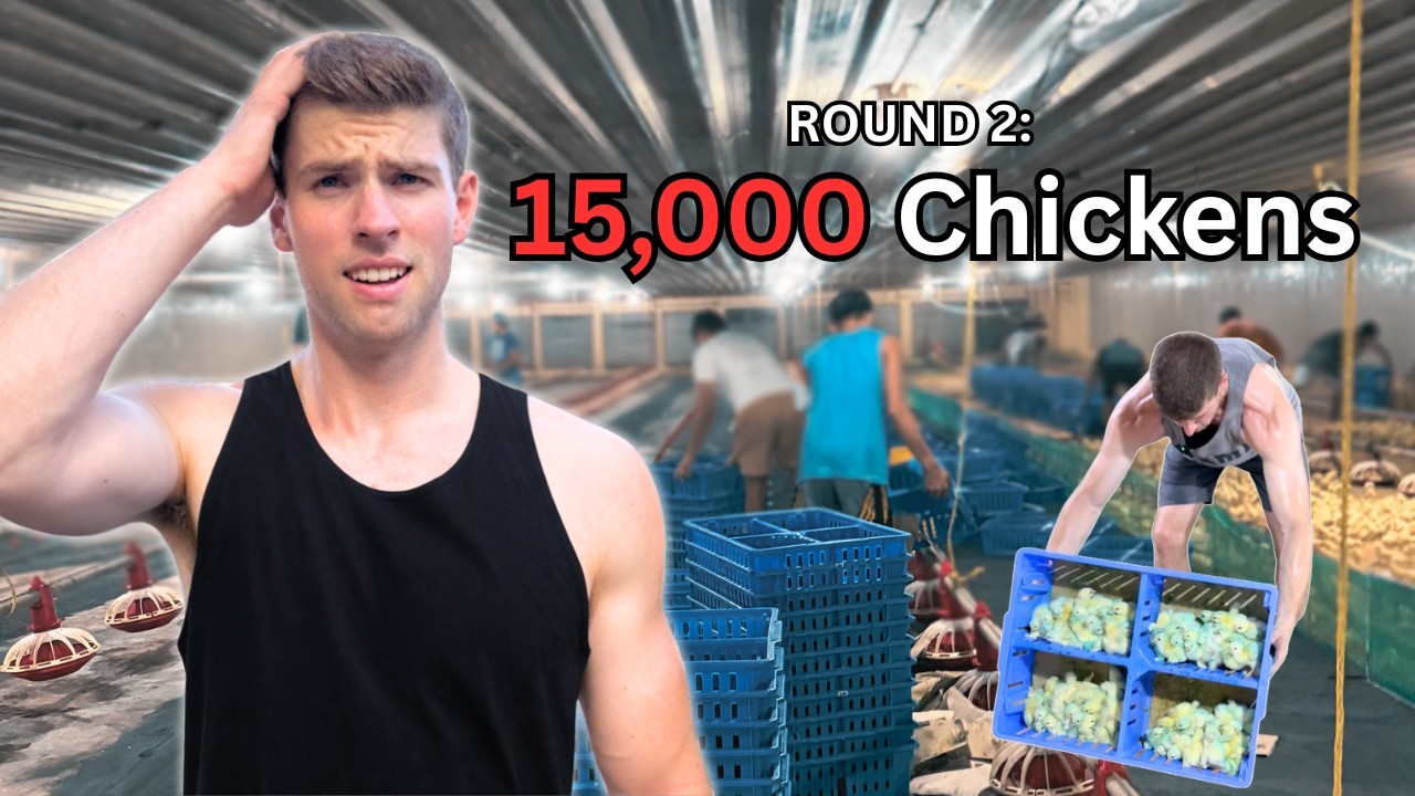 I Just Took Delivery of Another 15,000 Chickens…