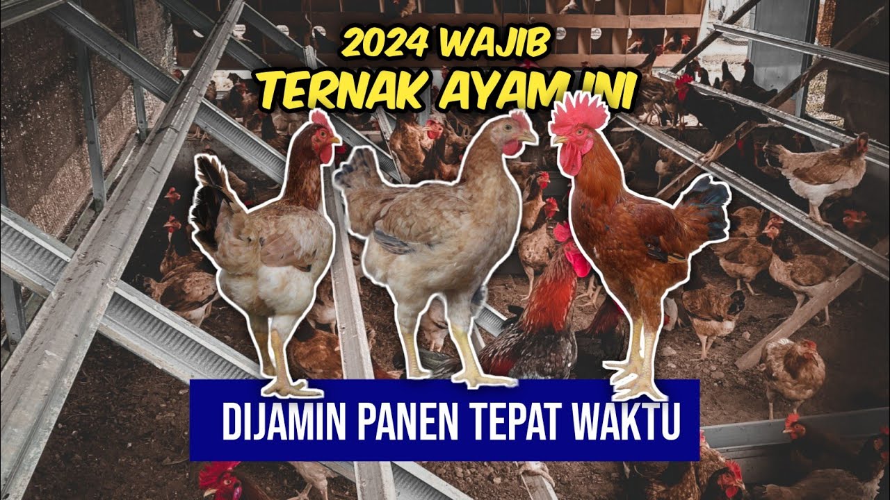 AYAM MARDI || REKOMENDASI TERNAK AYAM KAMPUNG DI 2024