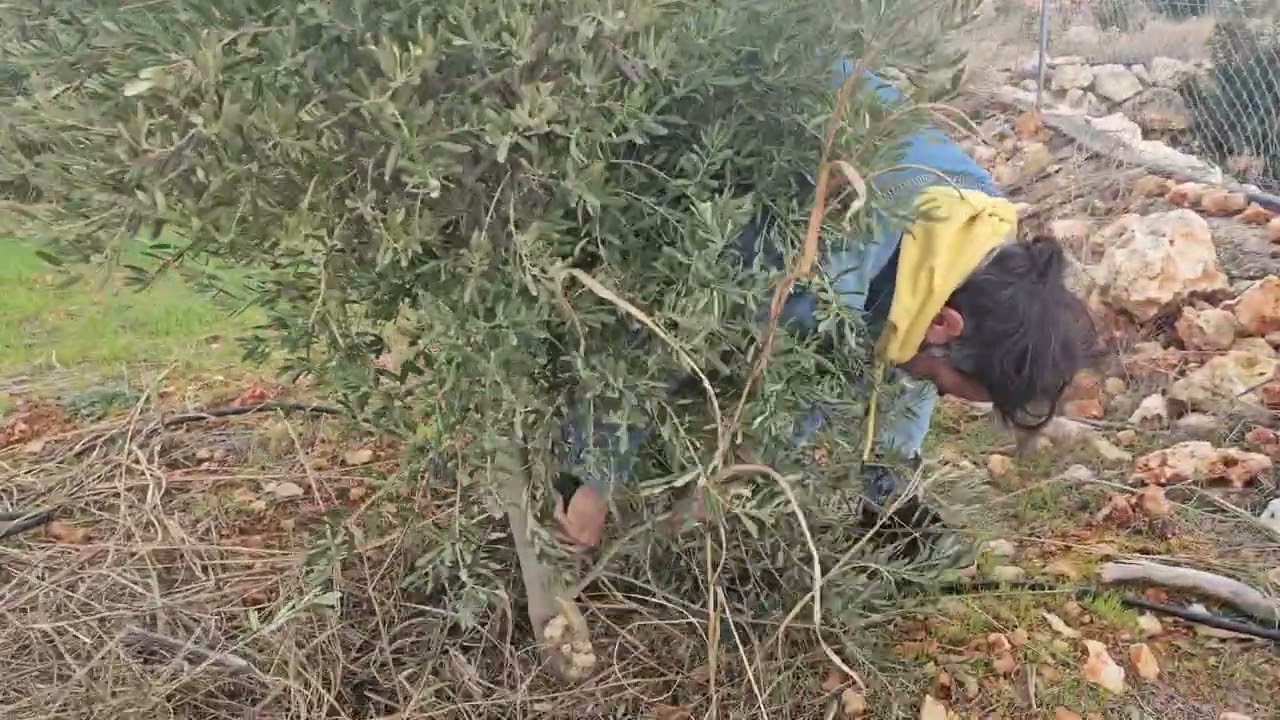 Zeytin de budama nasıl olmalı 