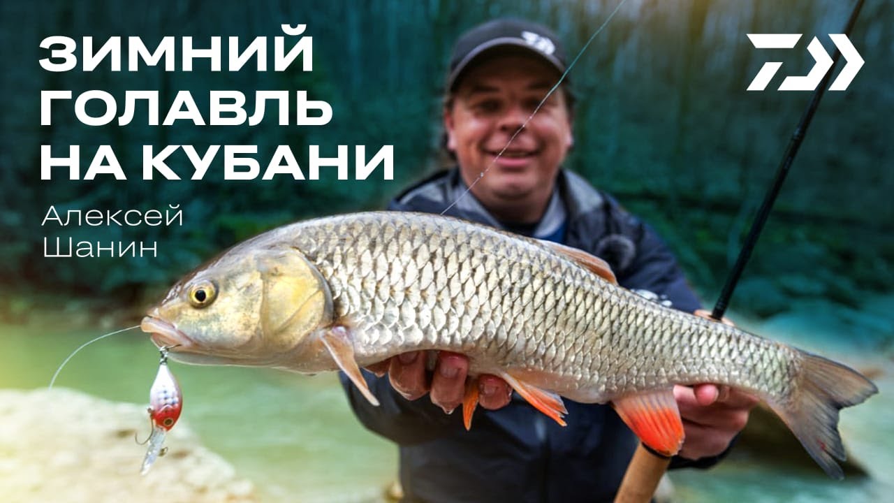 ЗИМНИЙ ГОЛАВЛЬ НА КУБАНИ. Алексей Шанин.
