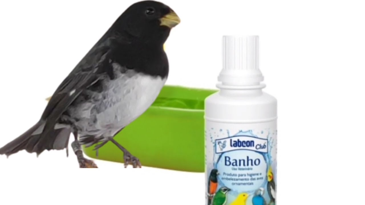 LABCON BANHO embelezamento luxo para seu pássaro