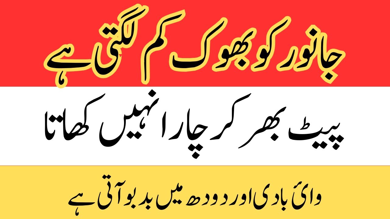 جانوروں  کو بھوک کم کیوں لگتی ہے اور چارا پیٹ بھر کر کیوں نہیں کھاتا