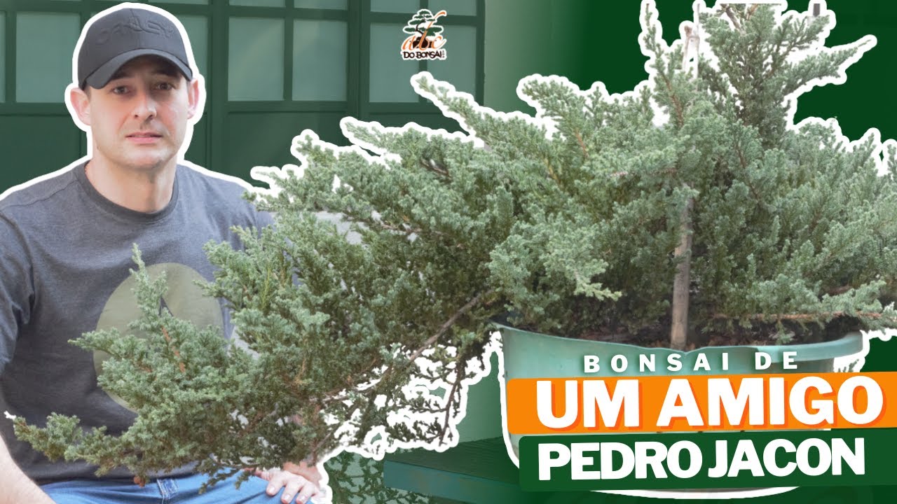 TRABALHANDO UM JUNÍPERO DE UM AMIGO - PEDRO JACON
