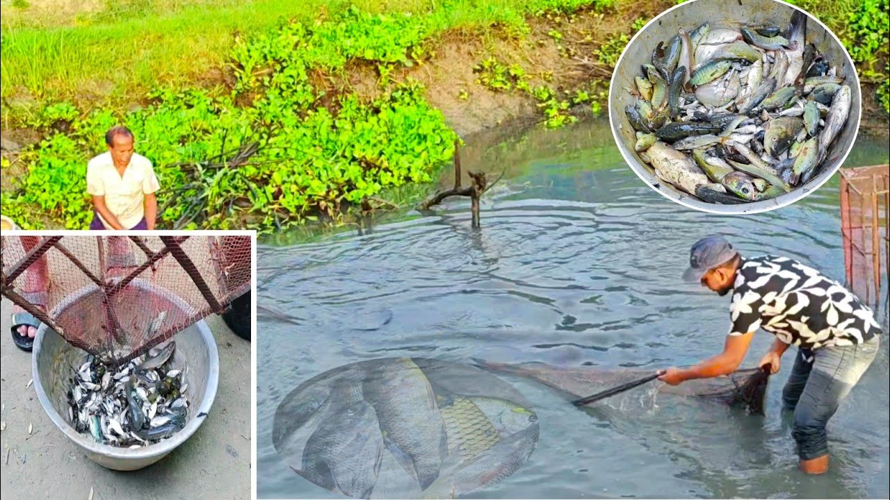 বিলের পুকুর থেকে আবারও মাছ ধরলাম 🐟 আলহামদুলিল্লাহ এবার অনেক মাছ পেয়েছি.... 