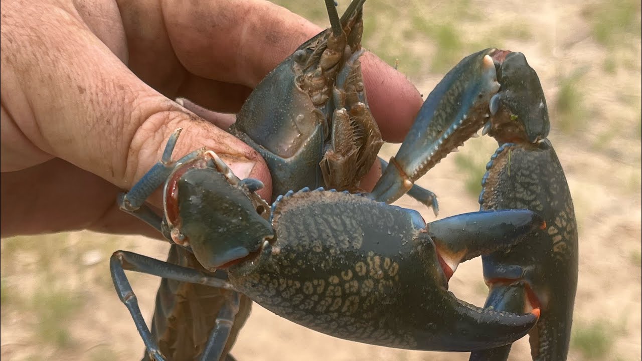 Biggest and Best Yabbies I’ve ever caught