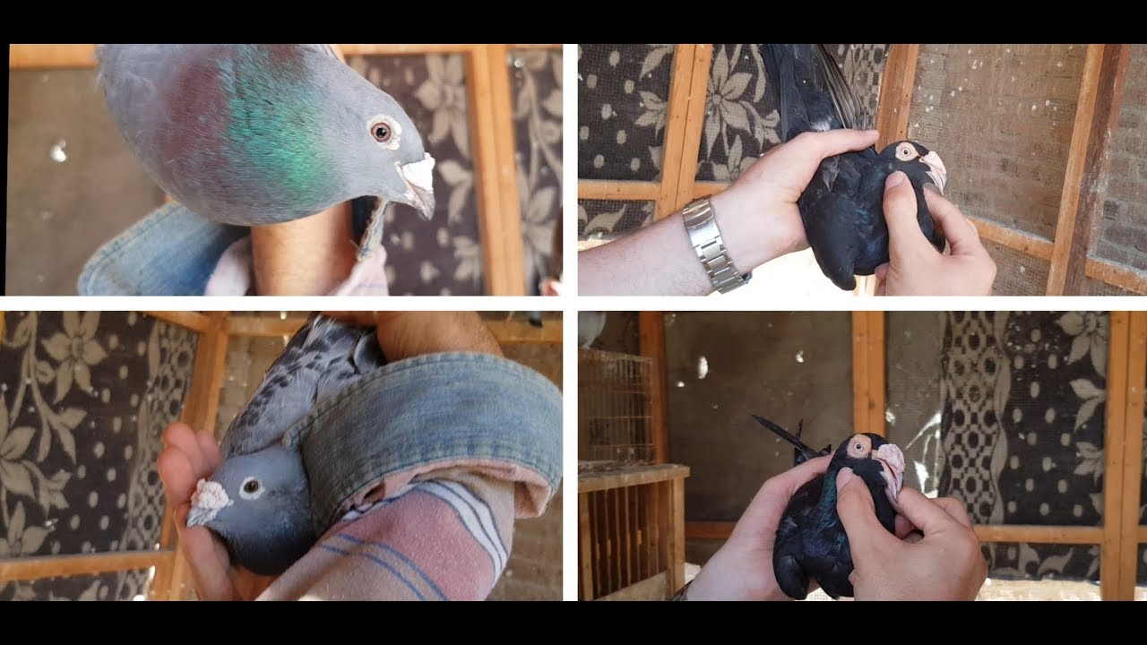 #لقاء_مع_غاوي  الحاج مصطفى البدوي الجزء(٣)  $ المراسلات و الدلبر $Egyptian pigeons