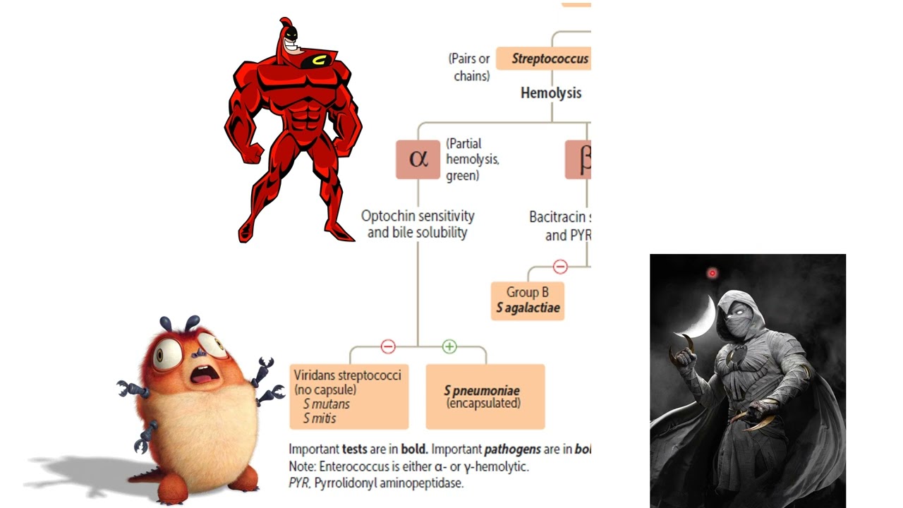 Step 1 Mnemonics for Gram-Positive Bacteria | Master Lab Findings in 8 Minutes!