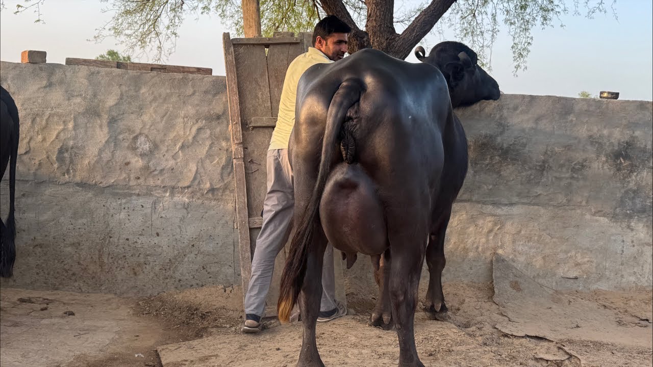 Live Milking || Empty Time || 2nd Timer || Village-Kagdana, Sirsa 📱 94168 24184