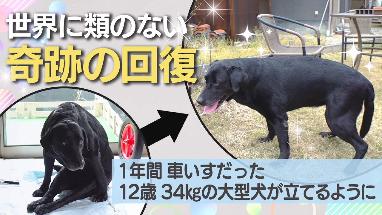 車椅子のラブラドール・レトリーバー 『ふじ子』〜世界に類のない奇跡の回復〜