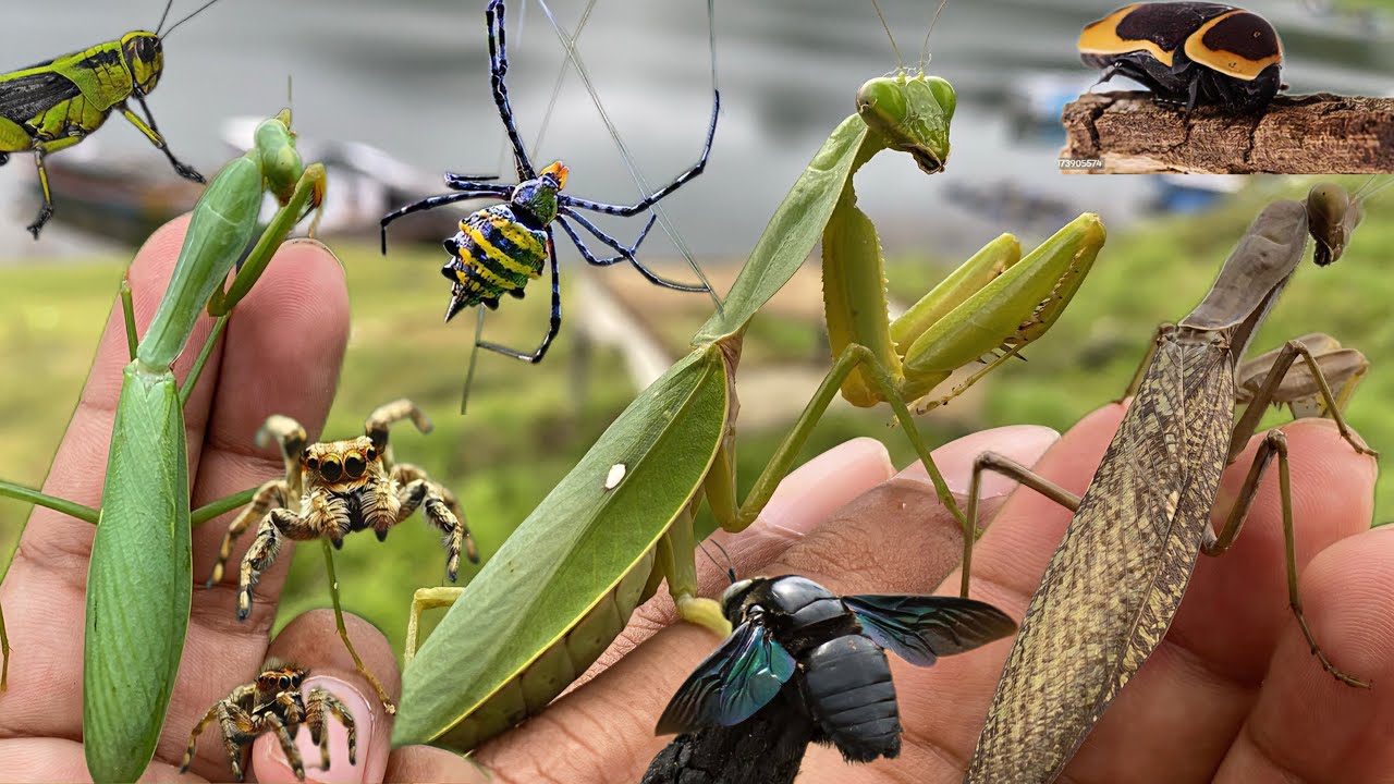 hunting top 20 praying mantises