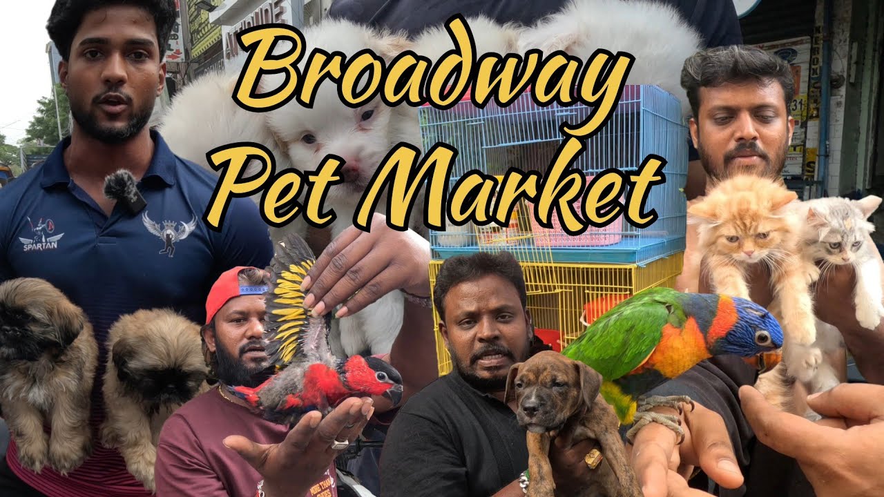 Mannady pet Market, Broadway - Latest Update - sell pets here #mannady #petmarket #broadwaypetmarket