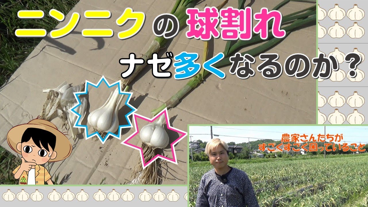 ニンニクの球割れはナゼ多くなるのか？