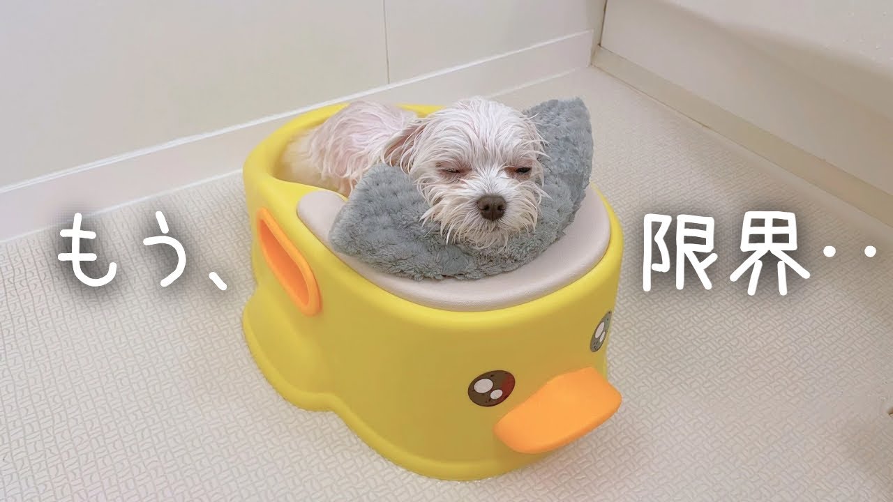 初めてのアヒル風呂で限界を迎える赤ちゃんマルチーズ