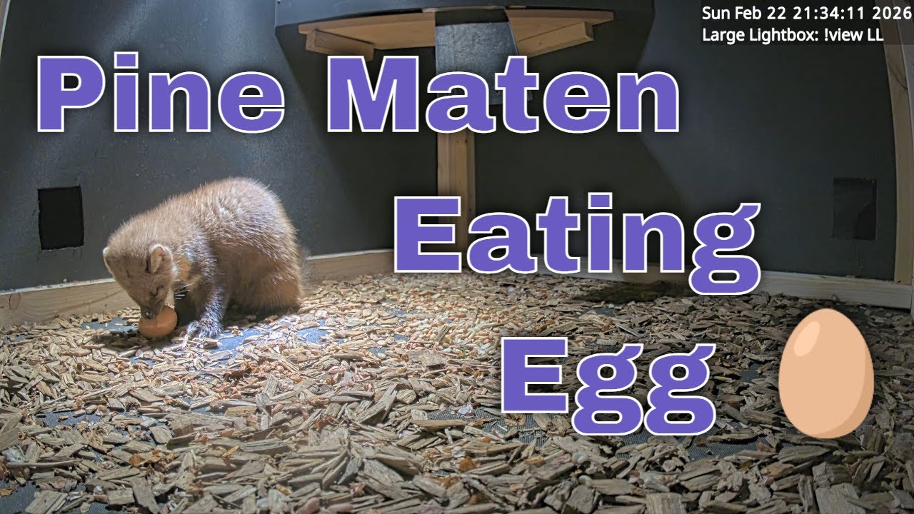 Pine Marten Returns to Eat Egg Prize on Camera!
