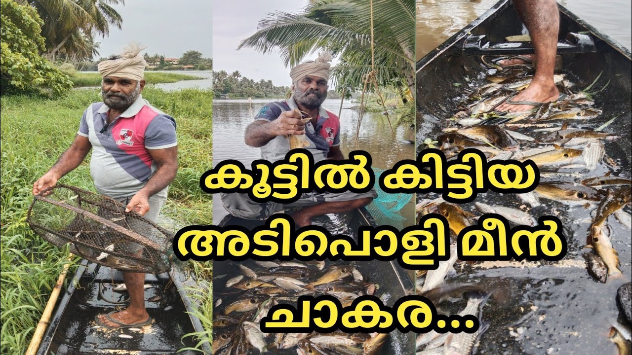 കൂട്ടിൽ കിട്ടിയ അടിപൊളി മീൻ ചാകര ...@LD AND RD MEDIA