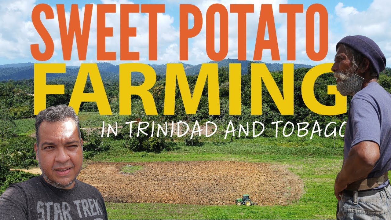visit to a sweet potato farm in Valencia