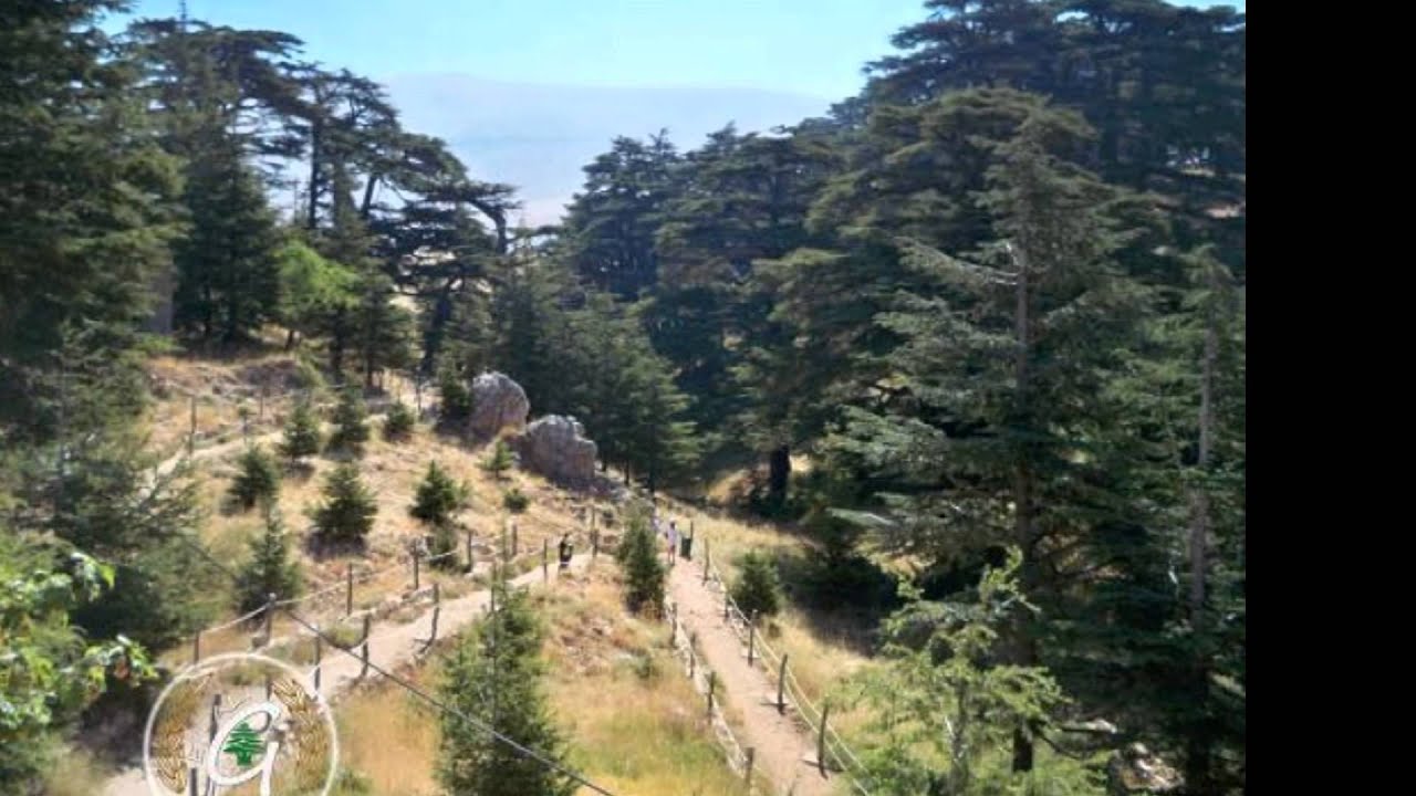 CEDAR TREES IN LEBANON