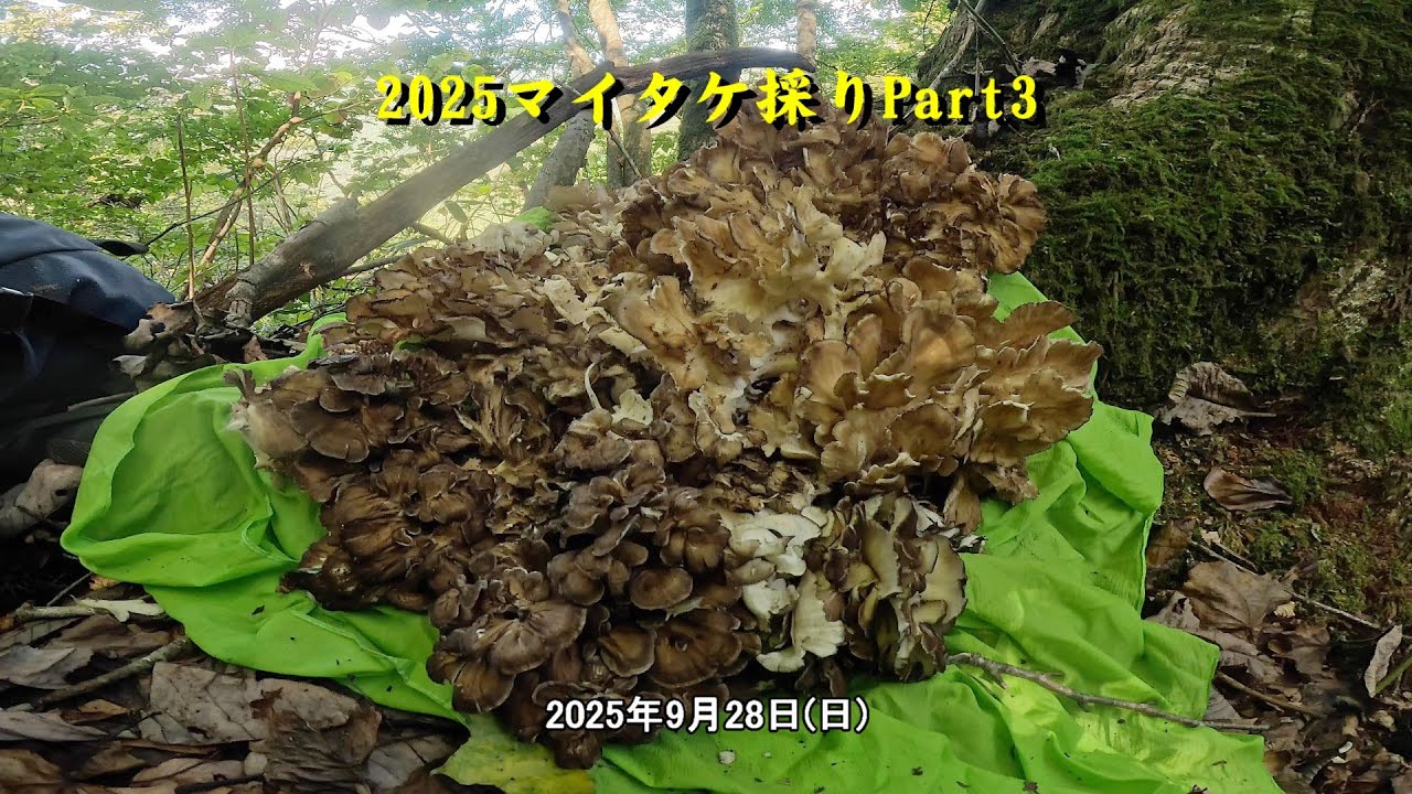 2025マイタケ採りPart3