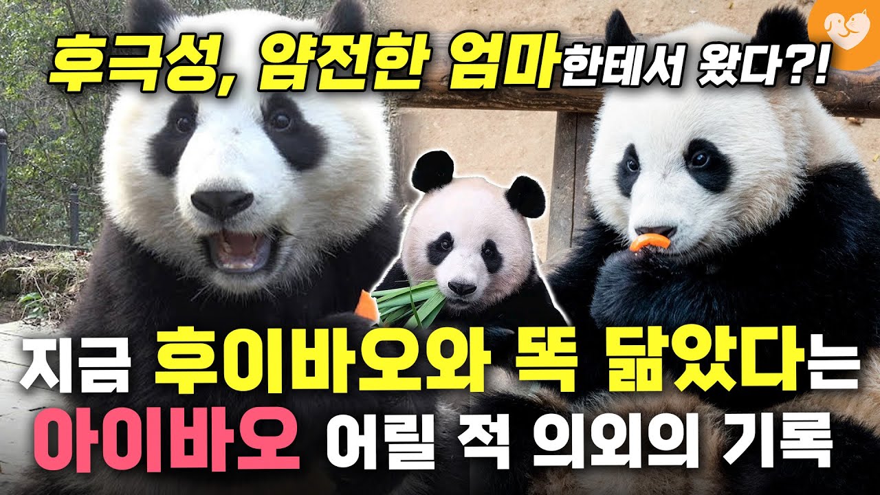 후극성의 출처는 얌전한 엄마 아이바오? 🐼 지금의 후이바오와 쏙 빼닮았다는 아이바오 어릴 적 의외의 성격 기록