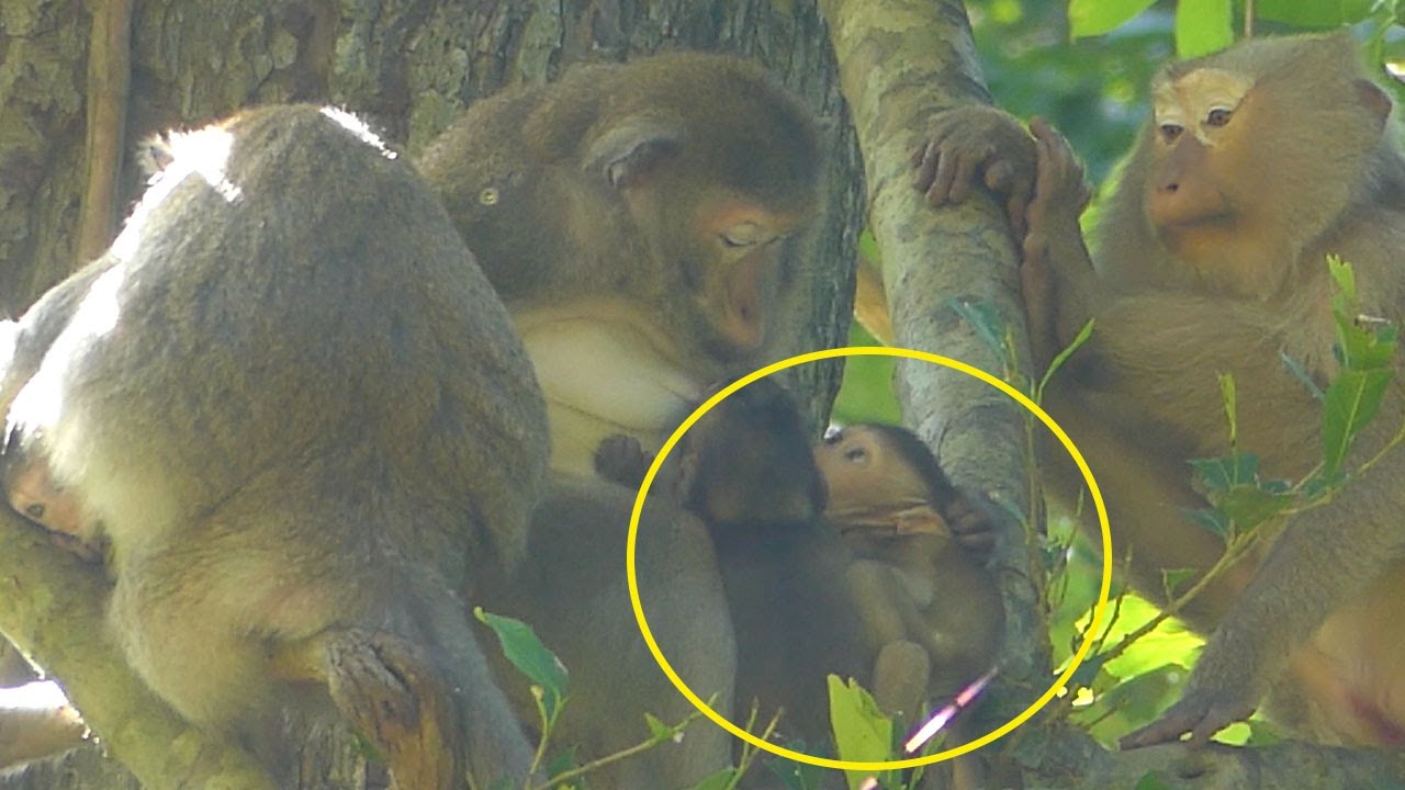 OH NO.. BRINDY Monkey Very Hurte By GLADIS Beatinge Coz Stealing Milk But Fortunately Mama Interrupt