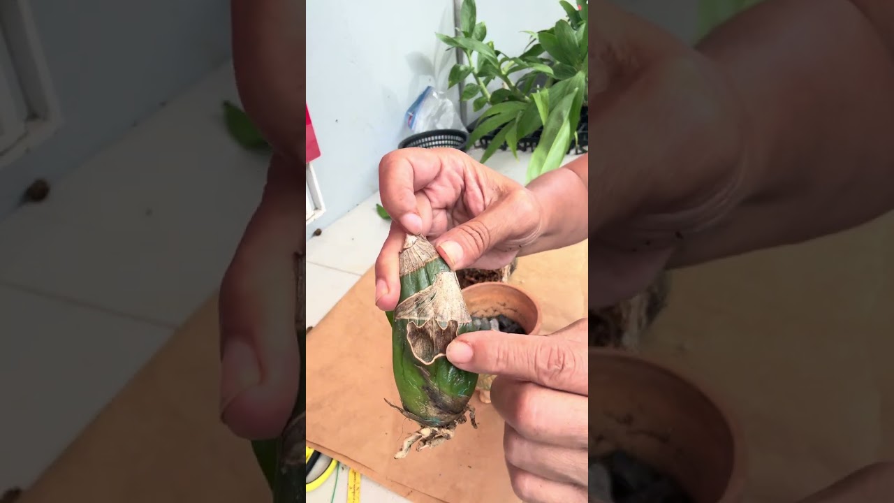 Tienes este problema en tus orquídeas? 