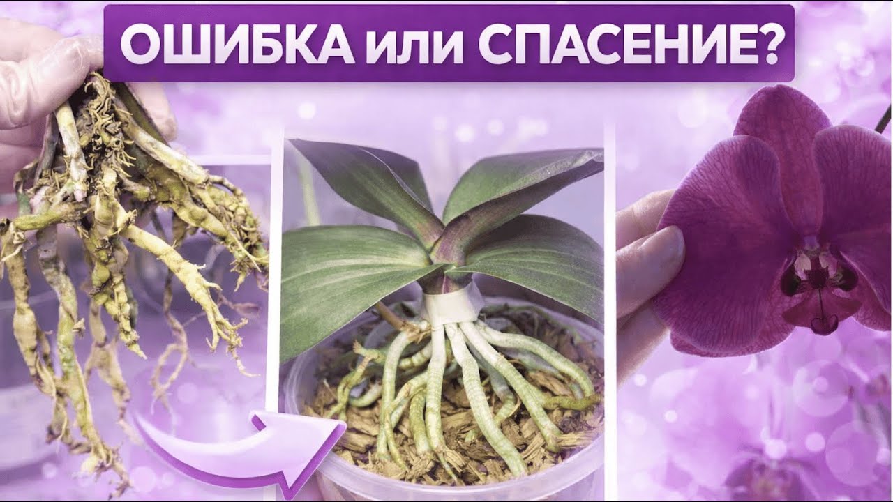 Ошибка или спасение? | Часть 1. Корнеобразователи