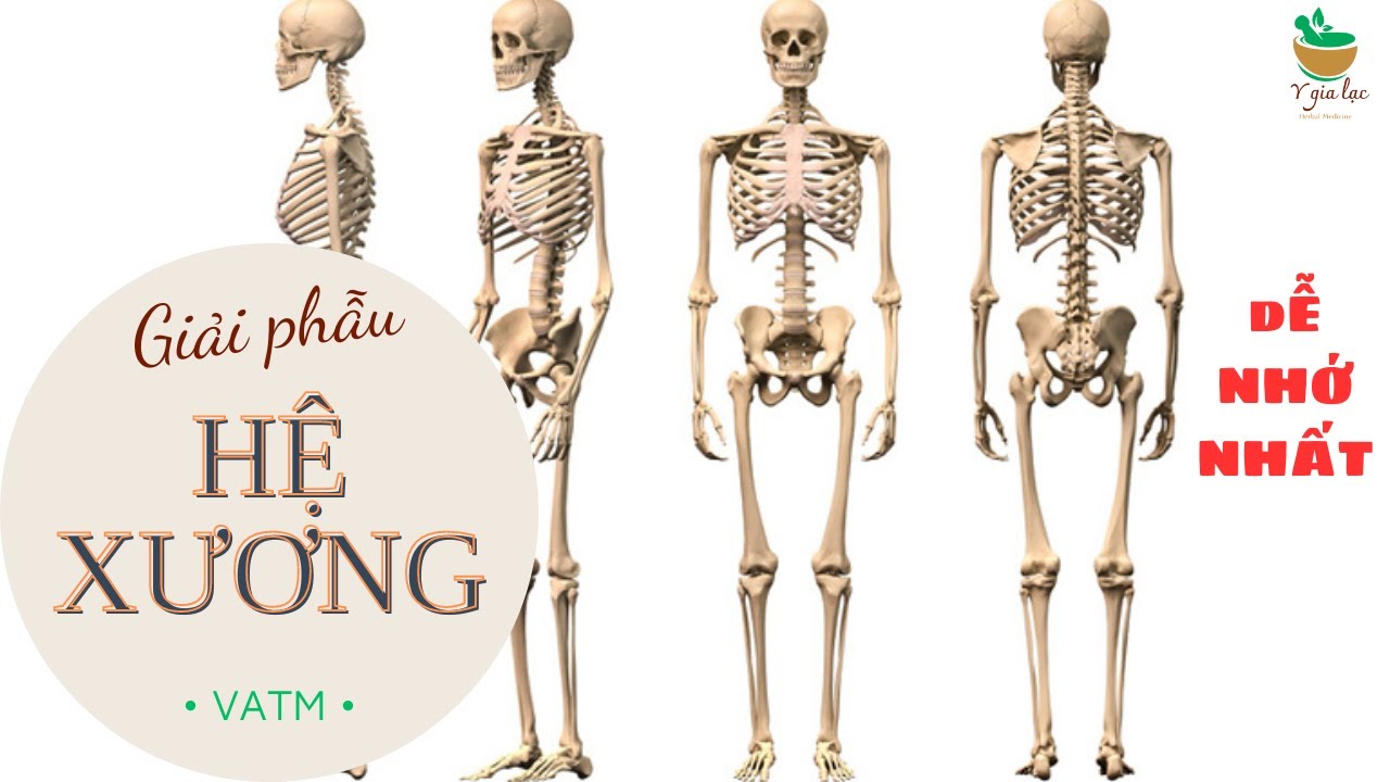 Thực hành GIẢI PHẪU HỆ XƯƠNG: Đầy đủ, dễ nhớ nhất | VUTM