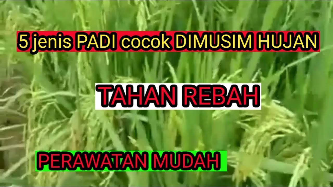 jenis padi yang cocok ditanam musim hujan || padi tahan rebah