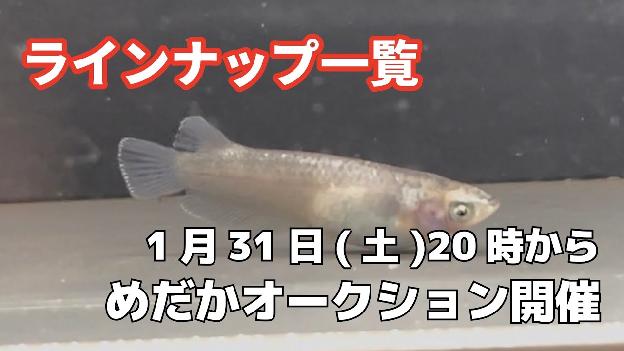 【ラインナップ一覧】1月31日(土)20時からめだかオークション開催！
