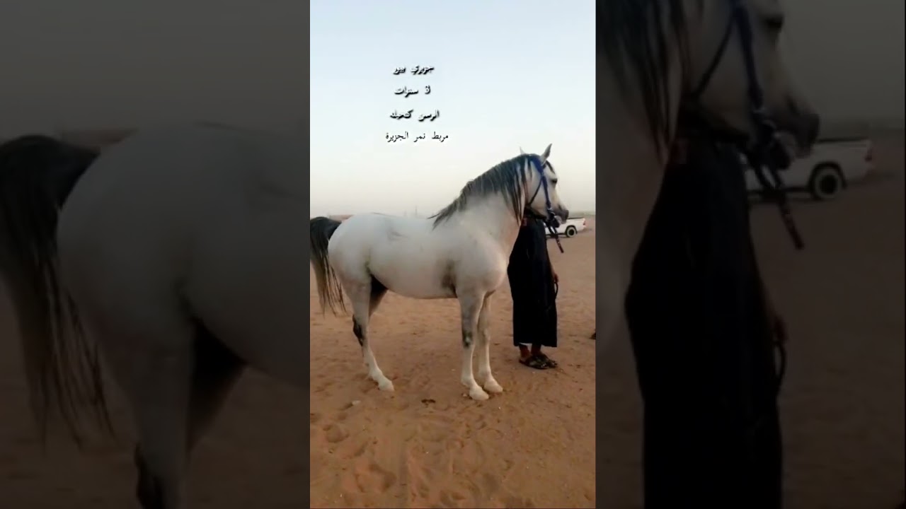 حصان جزيري بيور #snapchat #خيل #الخيل #explore #اكسبلور #horse #سناب #فرس #الرياض #مربط_نمر_الجزيرة