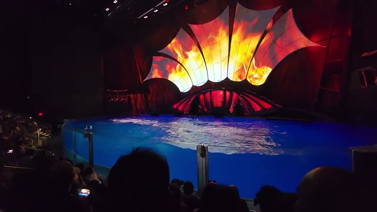 Dolphin Show Georgia Aquarium