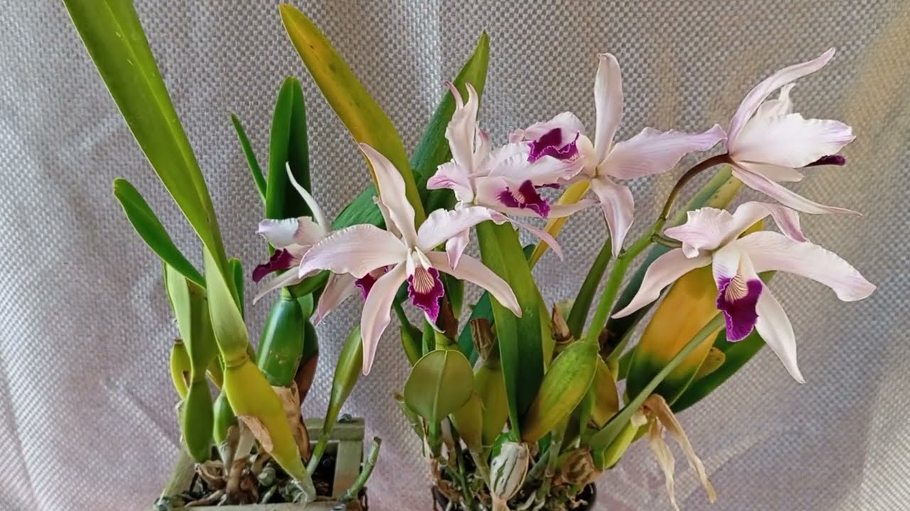 Como Cultivar Cattleya [Laelia] purpurata