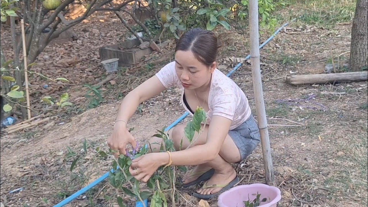 เก็บผักหวานพ่อใหญ่ทอนไปแกงใส่เห็ดบด😁