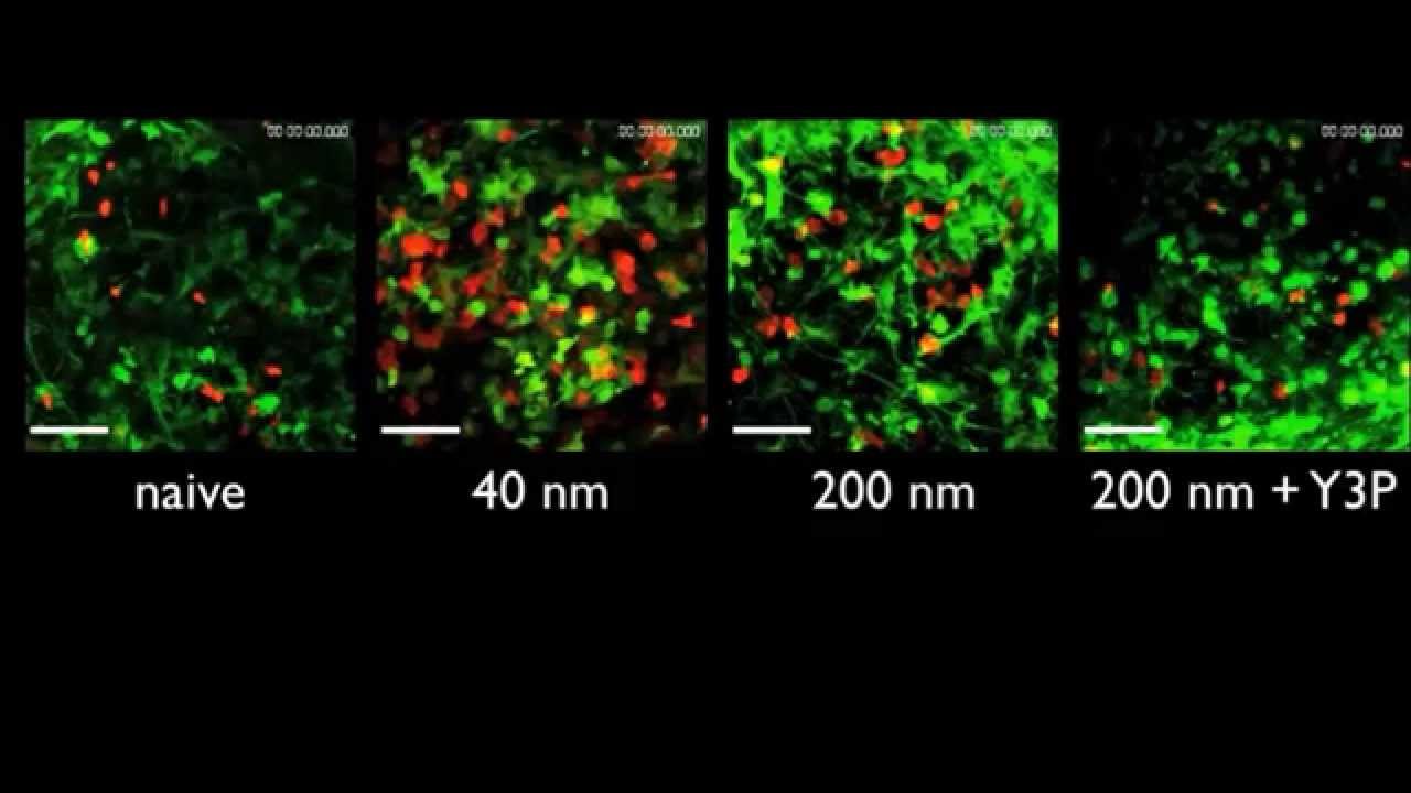 Antigen presentation kinetics control T cell/dendritic cell interactions and follicular...